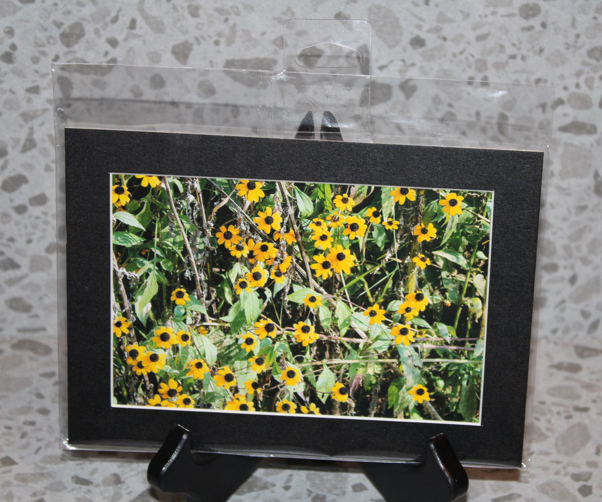 Black Eyed Susan Flowers (5x7)