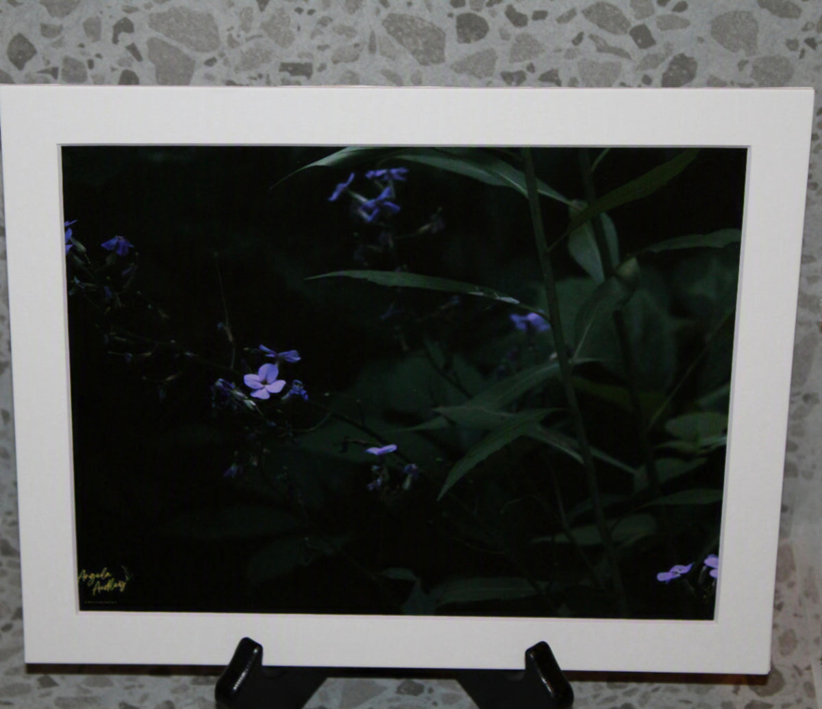 Beauty in Darkness Collection