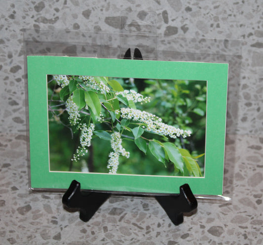Chokecherry Tree Flowers in Early Bloom (5x7)