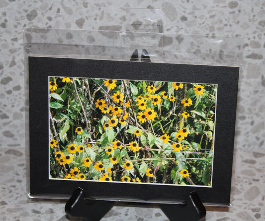 Black Eyed Susan Flowers (5x7)
