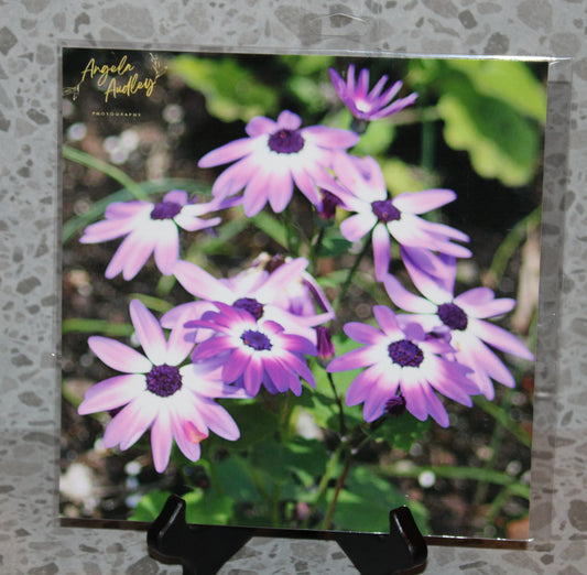 Purple Daisies (8x8)