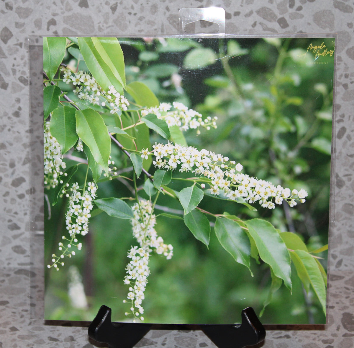 Chokecherry Tree Flowers (8x8)