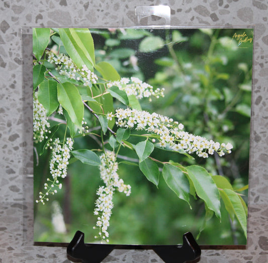 Chokecherry Tree Flowers (8x8)