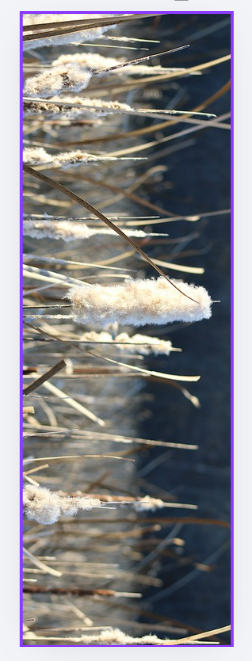 Bookmark Subscription November Designs